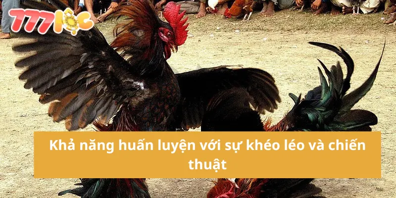 Khả năng huấn luyện với sự khéo léo và chiến thuật