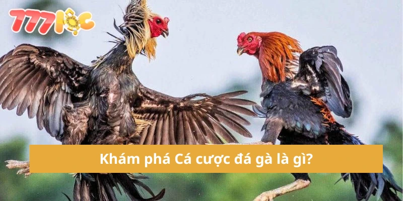 Khám phá Cá cược đá gà là gì?