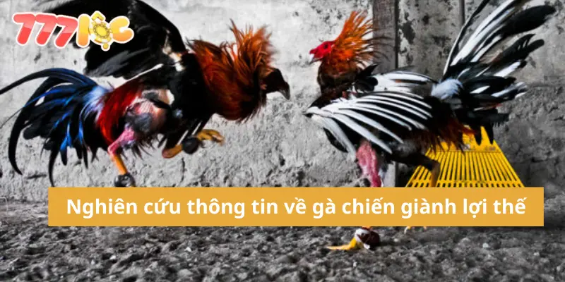 Kinh nghiệm cá cược đá gà không thể bỏ lỡ